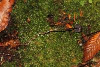 Psilocybe neoxalapensis image