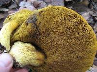 Retiboletus ornatipes image