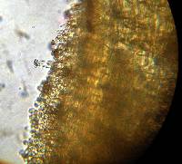 Inocybe hystrix image