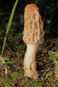 Morchella rufobrunnea image