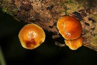 Xeromphalina tenuipes image