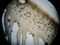 Psilocybe muliercula image