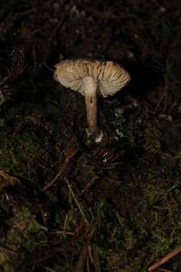 Tricholoma terreum image