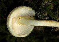 Hygrophorus chrysodon image