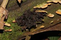 Tremella foliacea image