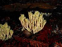 Image of Ramaria apiculata