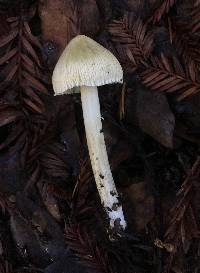 Inocybe sororia image