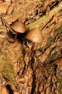 Psilocybe yungensis image