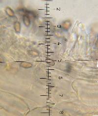 Psilocybe muliercula image