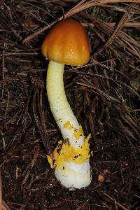 Amanita flavoconia image