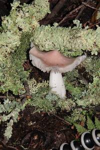 Hygrocybe calyptriformis var. calyptriformis image