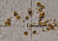 Psilocybe yungensis image