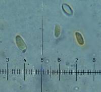 Tremella foliacea image