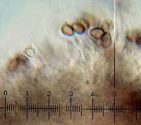 Psilocybe hoogshagenii image