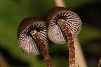 Psilocybe fagicola image