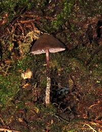 Psilocybe neoxalapensis image