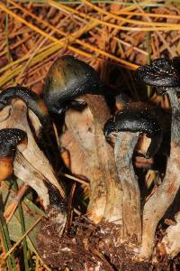 Psilocybe muliercula image