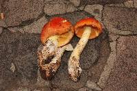 Amanita yema image