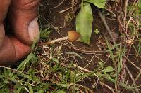 Psilocybe mexicana image