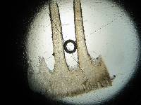 Psilocybe neoxalapensis image