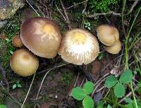 Psilocybe zapotecorum image