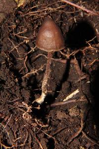 Psilocybe neoxalapensis image