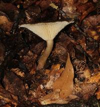 Ampulloclitocybe clavipes image