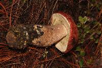 Leccinum monticola image