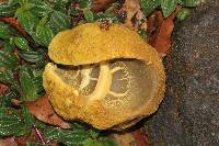 Retiboletus flavoniger image