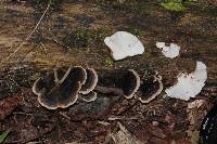 Trametes versicolor image