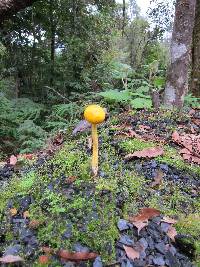 Pulveroboletus curtisii image