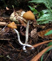 Psilocybe zapotecorum image