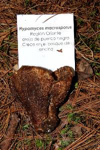Hypomyces macrosporus image