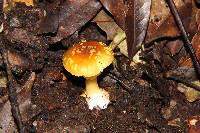 Amanita flavoconia var. inquinata image