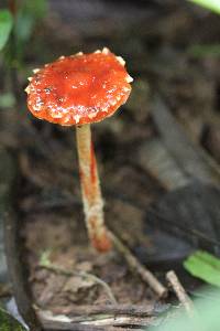 Leratiomyces ceres image