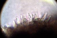 Psilocybe zapotecorum image