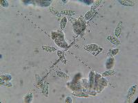 Hypomyces hyalinus image