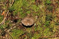 Tricholoma terreum image