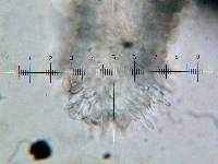 Psilocybe muliercula image