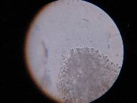 Hygrocybe calyptriformis var. calyptriformis image