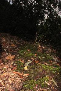 Retiboletus flavoniger image