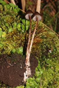 Psilocybe fagicola image