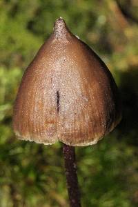 Psilocybe neoxalapensis image
