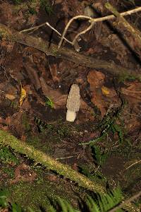 Morchella rufobrunnea image