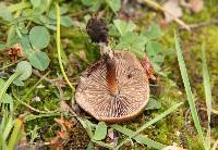 Psilocybe muliercula image