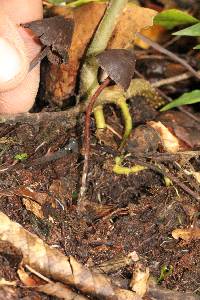 Psilocybe fagicola image