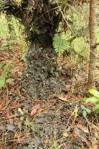 Peltigera praetextata image