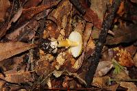 Amanita flavoconia image