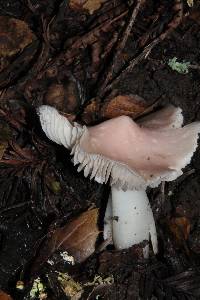 Hygrocybe calyptriformis var. calyptriformis image