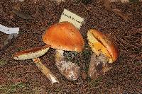 Amanita yema image